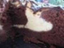 Fot. llilijka, IZAURA ll