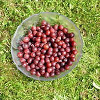 Dzem z agrestu z wanilia