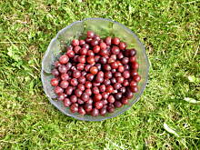 Fot. tineczka, Dzem z agrestu z wanilia