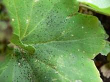 Fot. Duniasza, Coś zjada moje pelargonie. :(