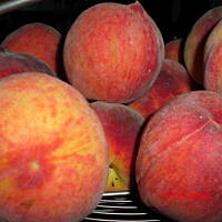 Ciasto ze świeżymi brzoskwiniami