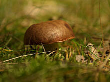 Fot. Wkn, A na grzyby zabierz jajko na twardo i bułkę z masłem