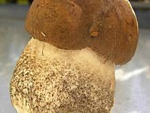 Fot. Glumanda, Grzybowe ABC - koźlarz babka