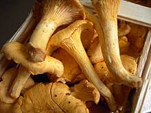 Fot. Glumanda, Grzybowe ABC - pieprznik jadalny czyli kurka