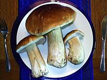 Fot. Glumanda, Grzybowe ABC - borowik szlachetny