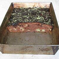 Murzynek z jabłkami wg Haliny