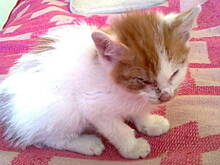 Fot. ZANTA, Mały kotek