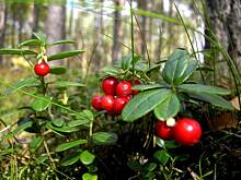 Fot. Glumanda, Borówki..