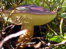 Fot. Glumanda, Grzybowe ABC - podgrzybek