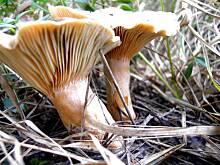 Fot. Glumanda, Grzybowe ABC - mleczaj rydz