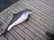 Fot. spajdermen, Norweskie dorsze i nie tylko