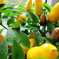 Gulasz z serc w kremowym sosie z grzybami