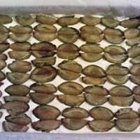 Puszyste ciasto ze śliwkami