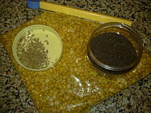 Fot. tydrych, Dall z pomidorem