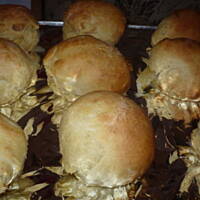 Bułeczki z gruszką i jabłkiem