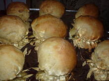 Fot. Aniutek, Bułeczki z gruszką i jabłkiem