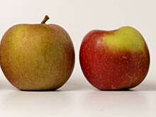 Fot. Wkn, Śnią mi się jabłka, gruszki i dynie