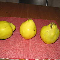 Jablecznik na kruchym z powidlami i budyniem Anny