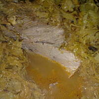 karkóweczka pieczona pod kapuścianą pierzynką - mmmniam!