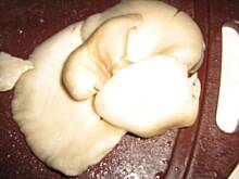 Fot. margot2, Boczniaki smażone