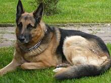 Fot. Edi®, Mój pies