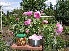 Fot. Janek, Róża- płatki w syropie