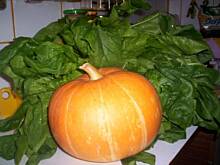 Fot. Mantu, Kolorowa tarta