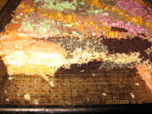 Fot. marba, Kwitnący tulipan z twarogiem