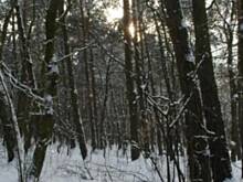 Fot. aggusia35, Zapraszam Was na spacer - Puszcza Niepołomicka