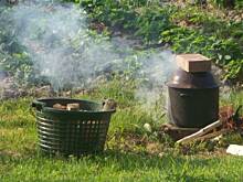 Fot. asiaff, prażonki