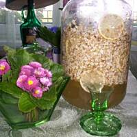 Bzówka na kwiatach bzu czarnego wg Mantu