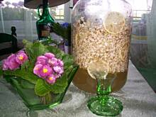 Fot. Mantu, Bzówka na kwiatach bzu czarnego wg Mantu