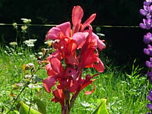 Fot. ewka63, Planujemy ogródek lub działkę - 2. Wiosna w pigułce