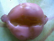 Fot. anyżella, Usteczka anyżelli