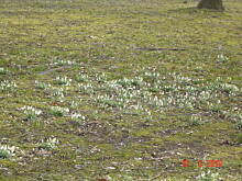 Fot. sanella*, Zwiastuny wiosny