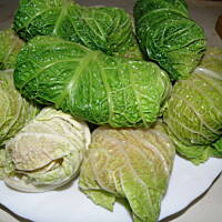 Protal - Gołąbki w sosie pomidorowym