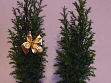 Fot. jaska2503, Cyprysik-jak uprawiać?