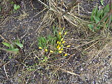 Fot. tineczka, Wlasny watek nr 11