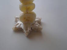 Fot. ilonar2301, Bałwankowy koreczek