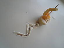 Fot. ilonar2301, Słodka łódeczka