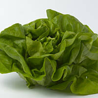 Sałata - Lactuca sativa