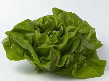 Fot. Wkn, Sałata - Lactuca sativa