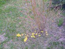 Fot. jaska2503, Forsycja słabo kwitnie