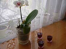 Fot. msewka, Nalewka z jeżyn