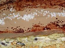 Fot. msewka, Biszkopt cappuccino.