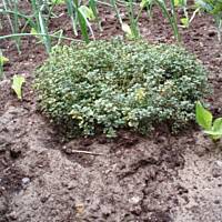 Najszybszy pasztet   a'la  Breakfast at Tiffany's