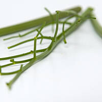 Lubczyk, maślane oczy i czary