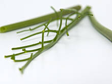 Fot. Wkn, Lubczyk, maślane oczy i czary