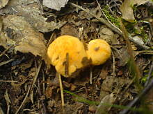 Fot. jaska2503, Czy ktoś mi zazdrości...?