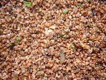 Fot. eNka, Kasza gryczana pysznie odmieniona